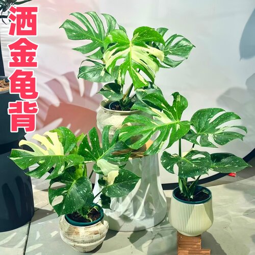 洒金白龟锦化龟背竹盆栽室内阳台