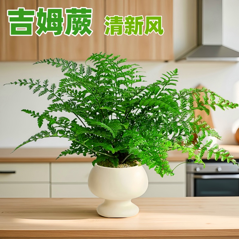 网红盆栽吉姆蕨蕨类植物办公室绿植室内欧洲蕨平安蕨宝石蕨铁线蕨