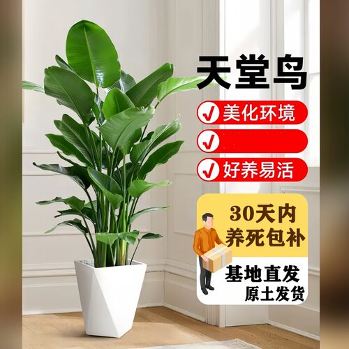 室内客厅大型绿植盆栽易养活