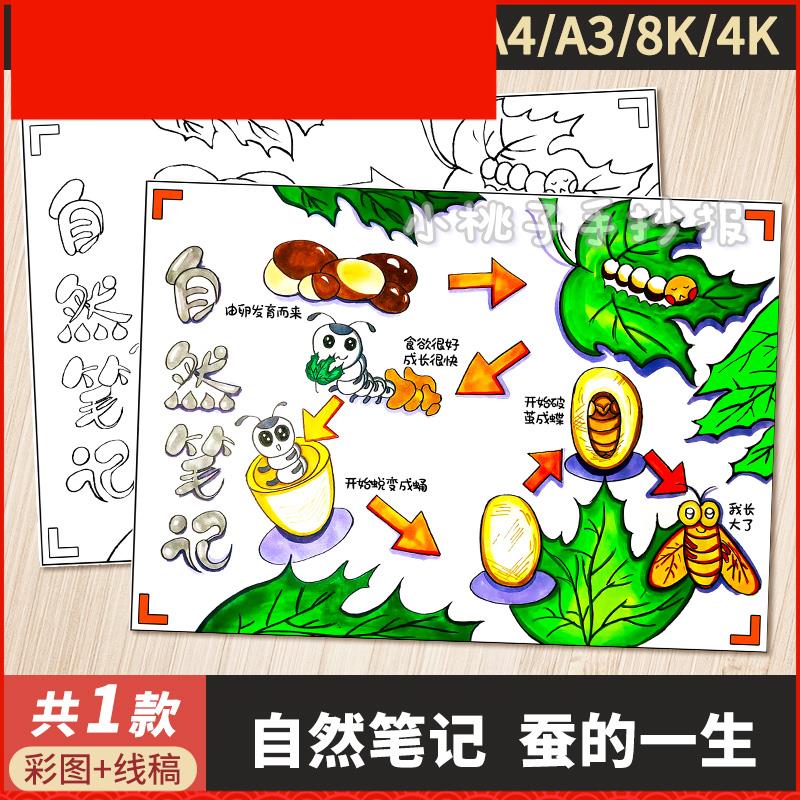 蚕的一生手抄报自然笔记蚕的生长过程小学生观察日记线稿涂色小报