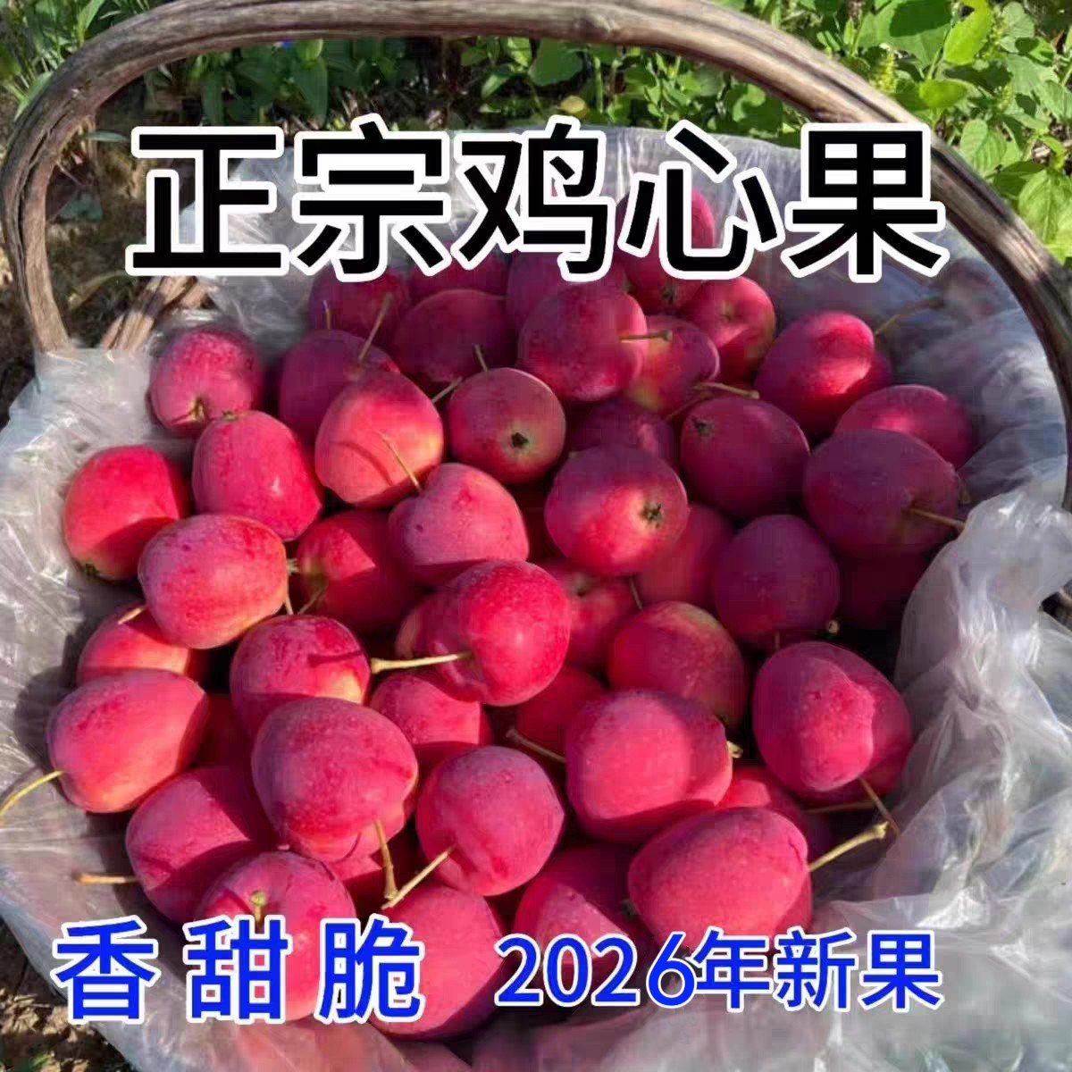 鸡心果新鲜正宗东北鸡心果当季新苹果