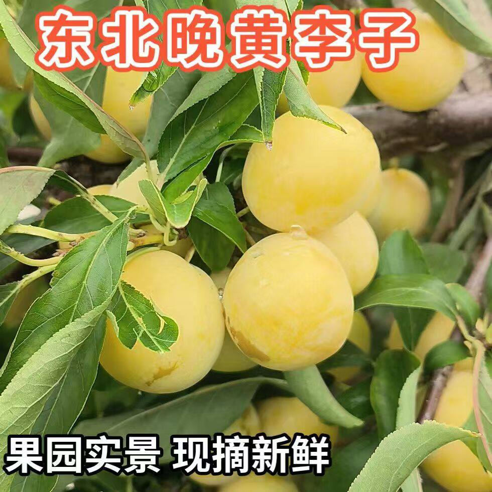 九台晚李大黄李子东北干碗李子干李子