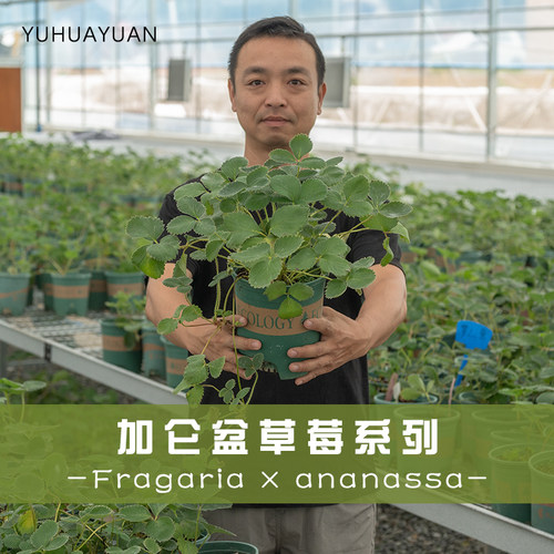 盆栽四季草莓免翻盆家庭阳台种植