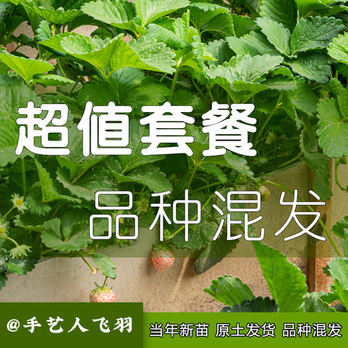 手艺人飞羽 草莓超值套餐 品种混发 不接受指定