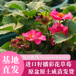 進(jìn)口籽播草莓彩花復(fù)瓣觀賞夏日微風(fēng)雅典娜原盆原土成苗基地直發(fā)