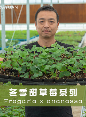 手艺人飞羽草莓苗品种对版章姬红颜香野玄玉真红美玲甜草莓盆栽
