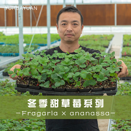 手艺人飞羽草莓苗品种对版章姬红颜香野玄玉真红美玲甜草莓盆栽