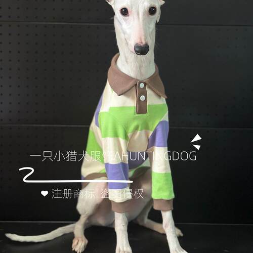 春夏款纯棉撞色条纹POLO衫亲肤透气意大利小灵缇惠比特贝林顿衣服