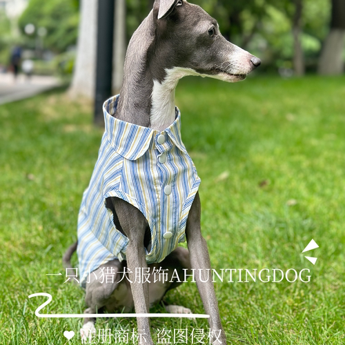 意大利小灵缇全棉无袖衬衫冰凉舒服面料夏季超薄款惠比特衣服