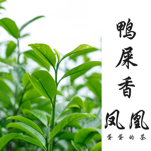 蛋蛋的茶鸭屎香凤凰单丛春茶