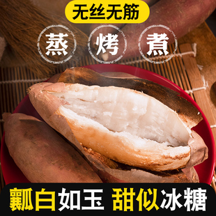 新鲜现挖山东哈密冰糖薯板栗薯山芋白薯农家沙地红薯番薯地瓜5斤