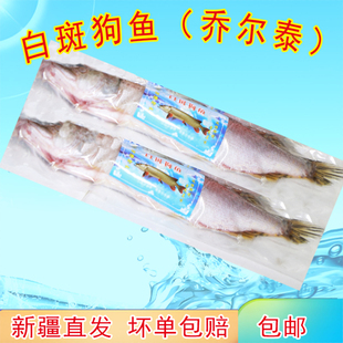 白斑狗鱼新疆福海特产乔尔泰整条新鲜冰鲜速冻净膛开背去内脏包邮
