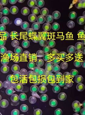 长尾蝶翼小型观赏鱼观赏鱼淡水