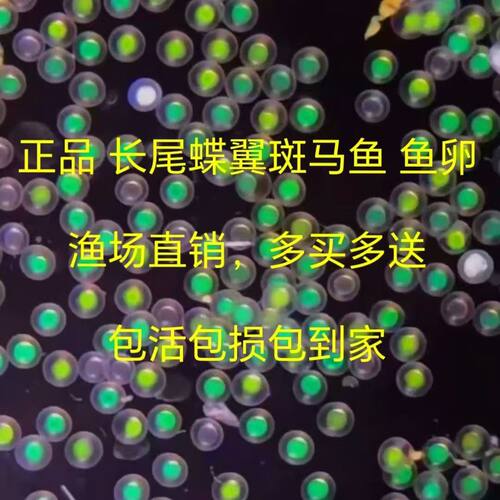 长尾蝶翼小型观赏鱼观赏鱼淡水