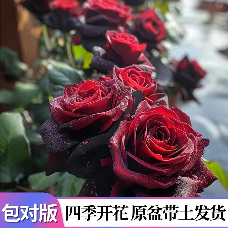 黑巴克玫瑰花老桩大苗丝绒暗红色四季开阳台庭院花卉绿植吸色效果