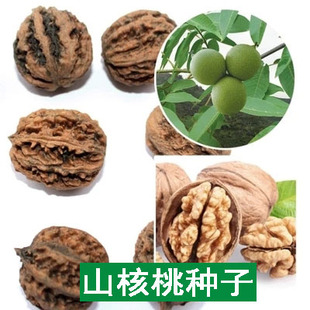 新采核桃种子野生核桃树种子薄皮核桃树品种核桃种子山核桃种子