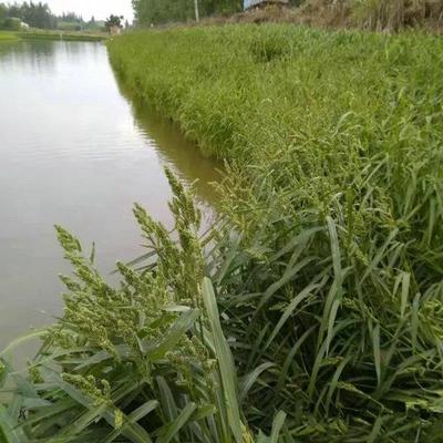 小米草种子 水草鱼虾蟹牧草籽雀叶稗湖南稷子 高产耐水淹耐旱包邮