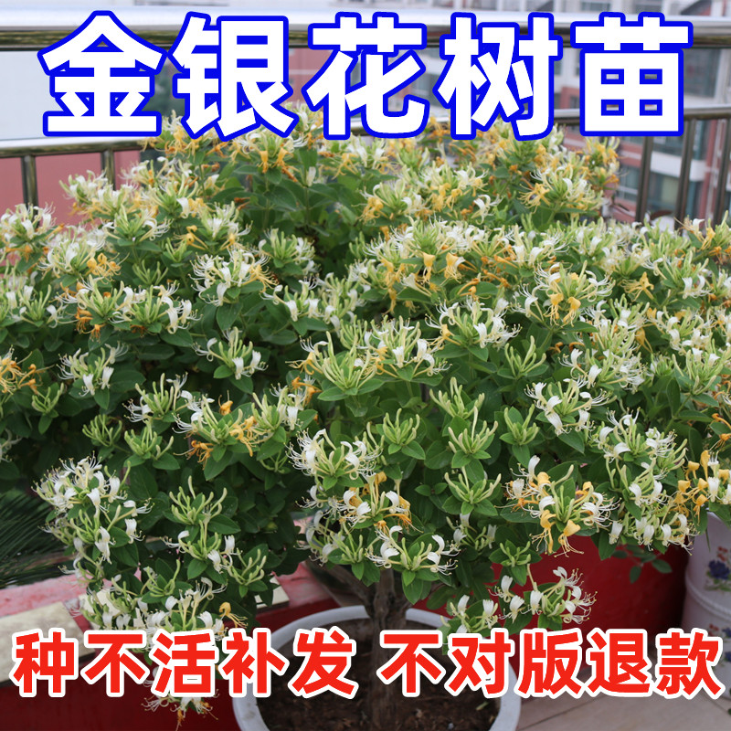 金银花树苗北花一号食用药用庭院阳台盆栽地栽爬藤四季金银花苗