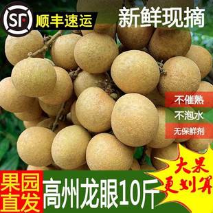 新鲜龙眼整箱10斤现摘现发广东高州石硖储良顺丰当季水果整箱桂圆