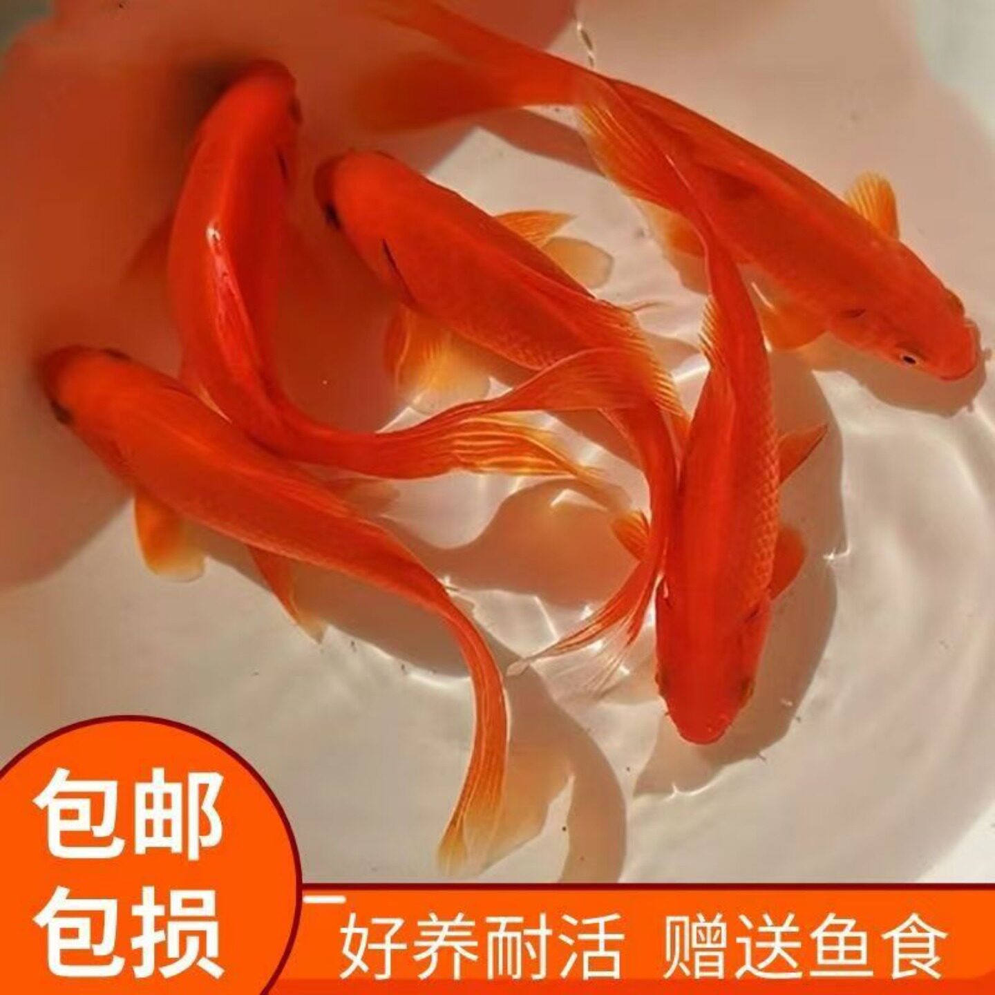 耐活红草金鱼冷水淡水观赏鱼