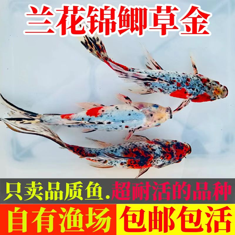 兰花草金鱼的好养活冷水鲫鱼耐寒