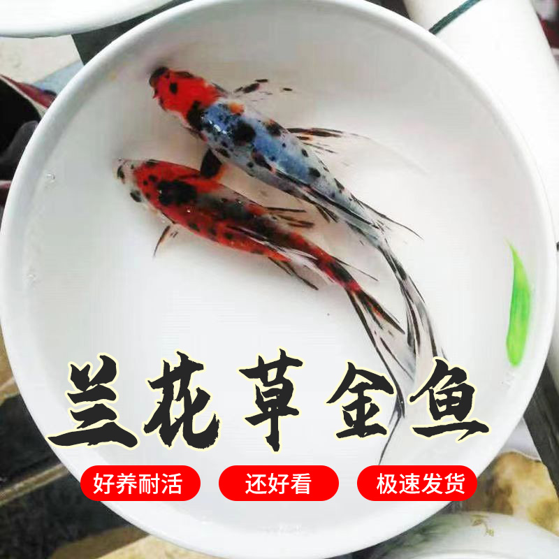 冷水鱼观赏鱼兰花草金鱼五花色