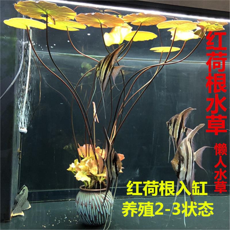 真水草水族箱中后景鱼缸红荷根造景青荷根易养睡莲颗植物懒人阴性