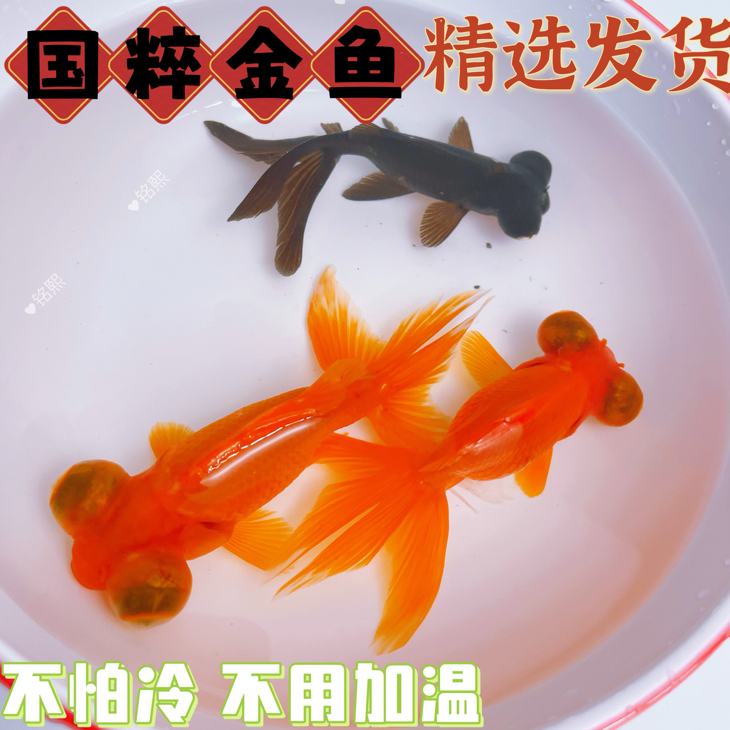 黑红龙睛小金鱼鱼苗鱼缸观赏鱼易存活耐寒好耐活养冷水鱼水族宠物