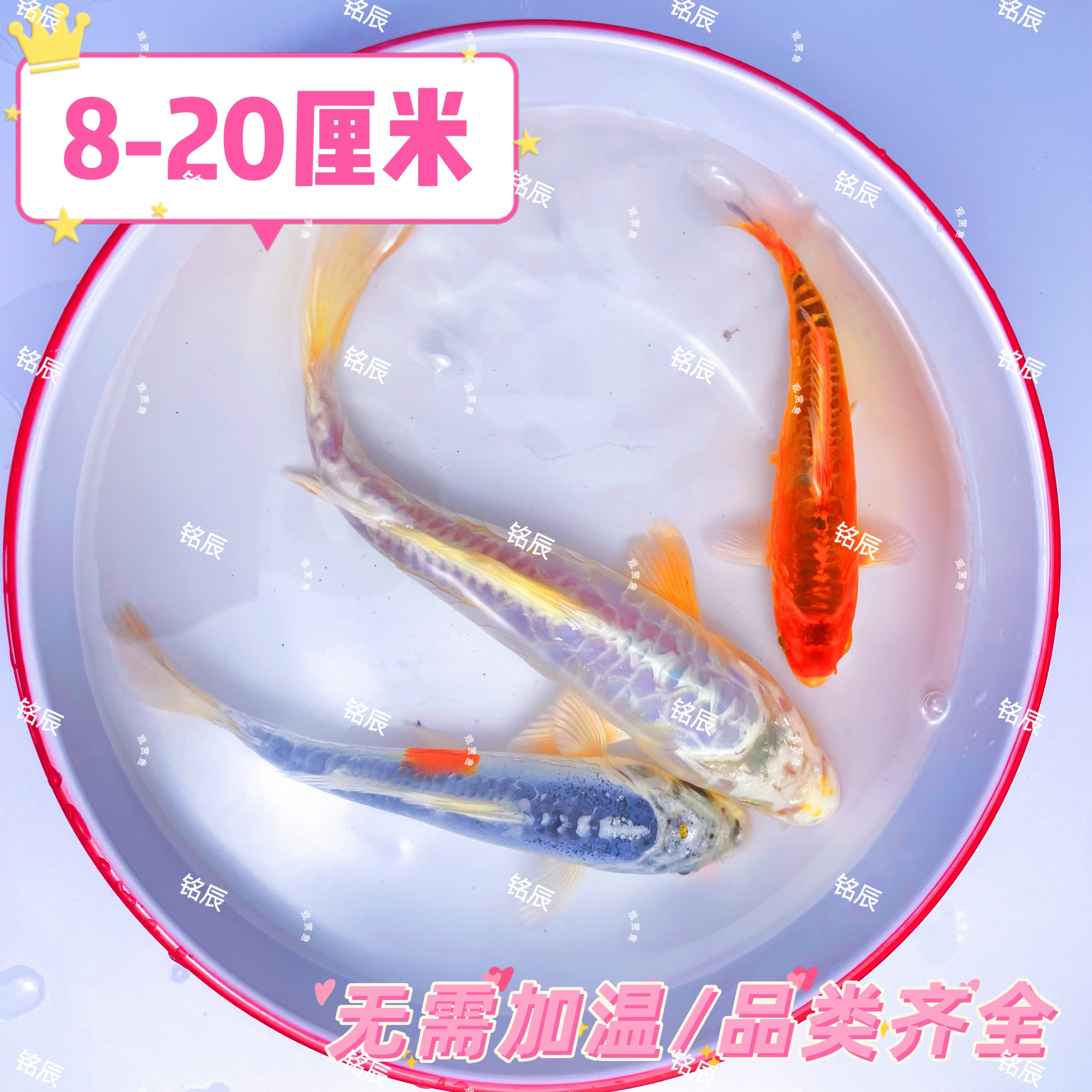 颜色多德系锦鲤观赏鱼秋翠冷水鱼