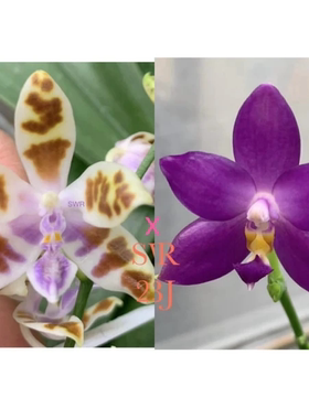 花农杰哥原生种蝴蝶兰直播用 SWR22BJ