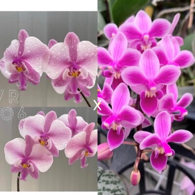 花农杰哥原生种蝴蝶兰直播用 SWR22FV