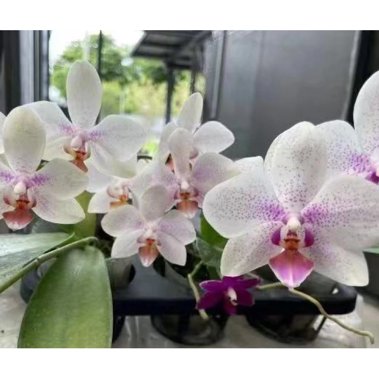 花农杰哥原生种西蕾丽直播用蝴蝶兰  阿嬷交路德 SWRH9E4