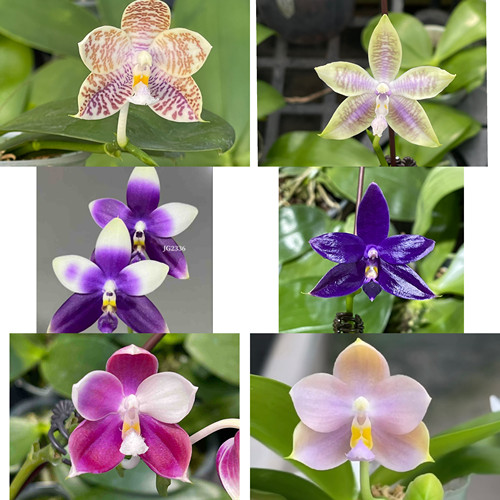 花农杰哥原生种珍奇类趣味浓香型蝴蝶兰