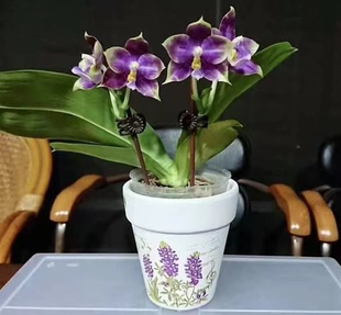 玛丽娅兰园原生种蝴蝶兰趣味珍奇类弥陀新品