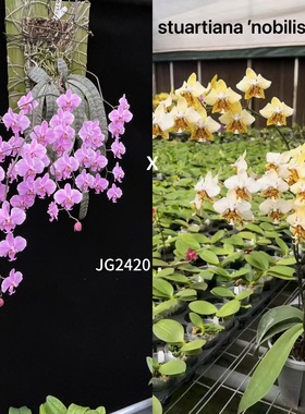 花农杰哥原生种蝴蝶兰直播用 JG2420