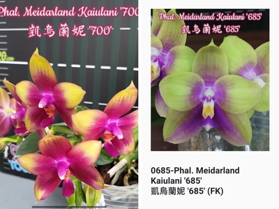 玛丽娅趣味珍奇类蝴蝶兰花盆栽绿植室内凯乌兰妮 新品