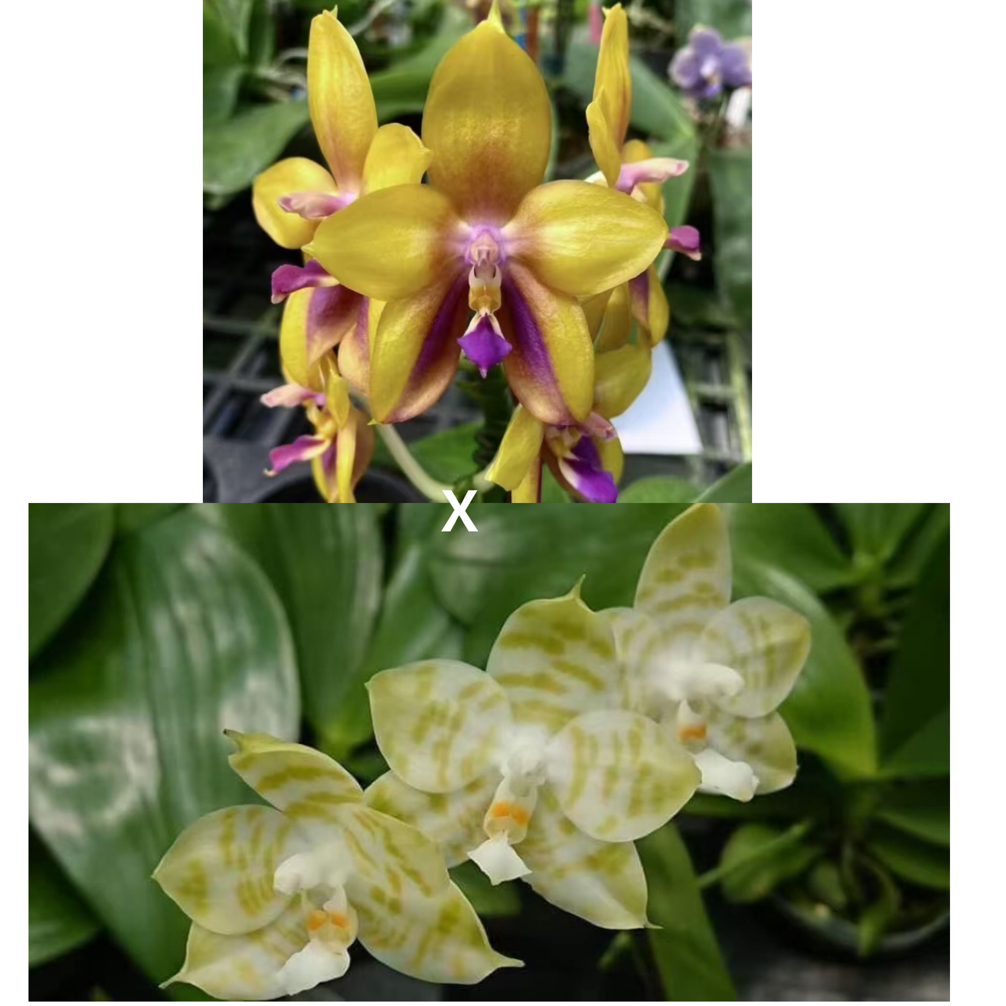 花农杰哥原生种珍奇类蝴蝶兰直播用 AMM97