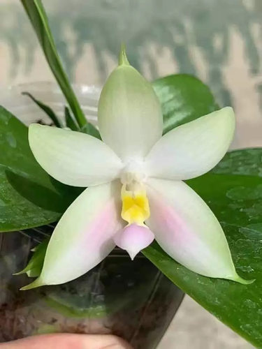 JG117粉贝 花农杰哥原生种蝴蝶兰