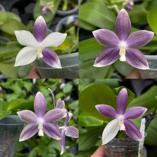 盾花蝴蝶“紫梦” 花农杰哥原生种趣味蝴蝶兰