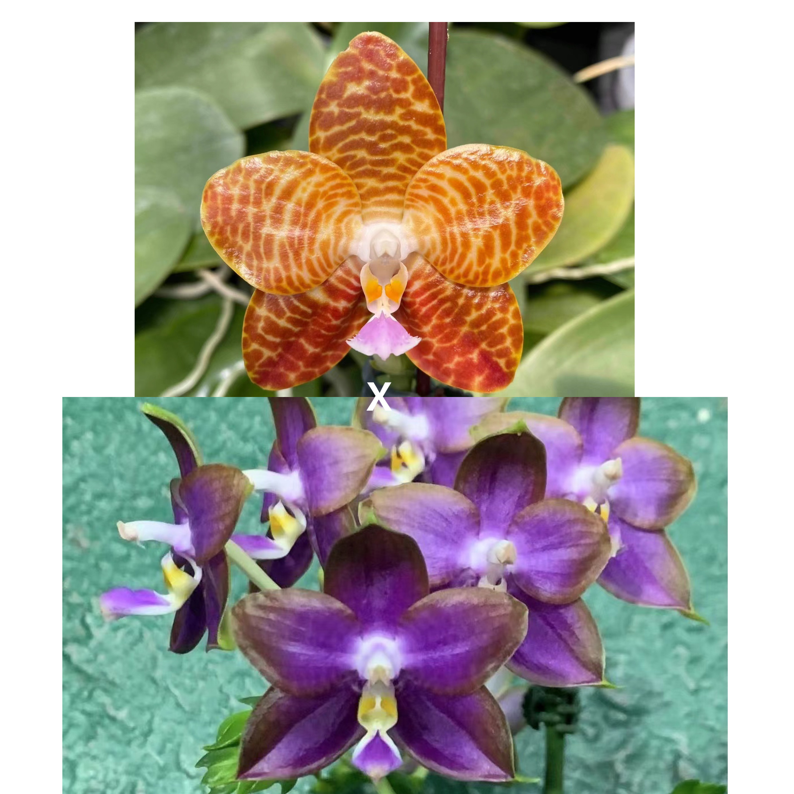 花农杰哥原生种珍奇类蝴蝶兰直播用 AMM87