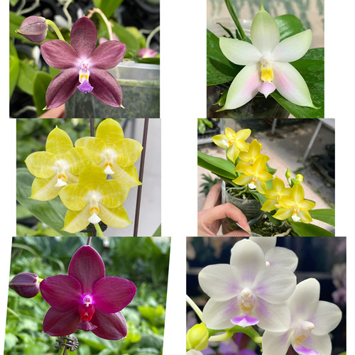 花农杰哥原生种珍奇类趣味分身香味蝴蝶兰保证对版