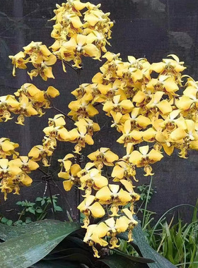 花农杰哥原生种蝴蝶兰黄色史塔基