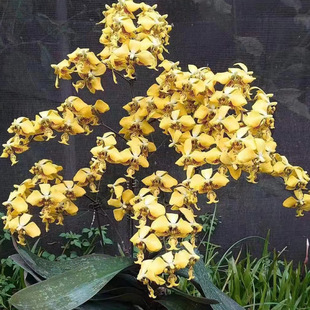 花农杰哥原生种蝴蝶兰黄色史塔基