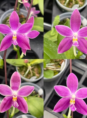 花农杰哥原生种珍奇类直播用蝴蝶兰文森特