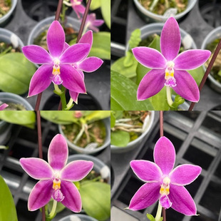 花农杰哥原生种珍奇类直播用蝴蝶兰文森特