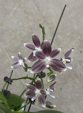 花农杰哥原生种珍奇类蝴蝶兰紫玉美人