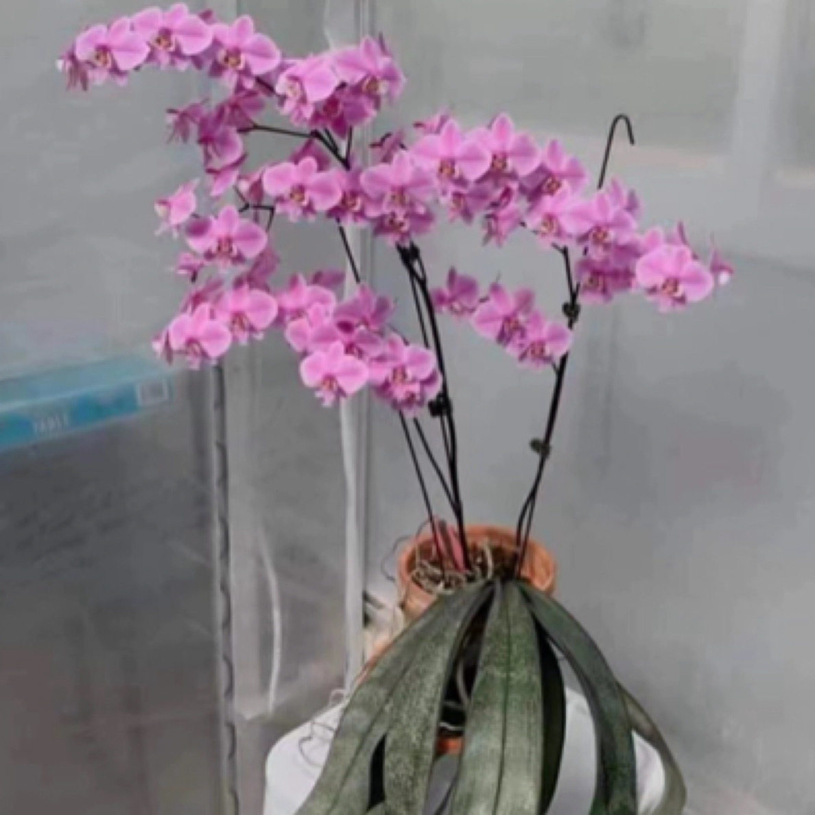 花农杰哥原生种蝴蝶兰西蕾丽 SWRM405