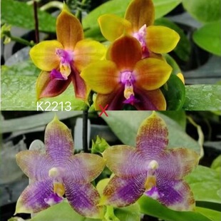 花农杰哥原生种蝴蝶兰直播专用链接k2213弥陀公主交蓝起源