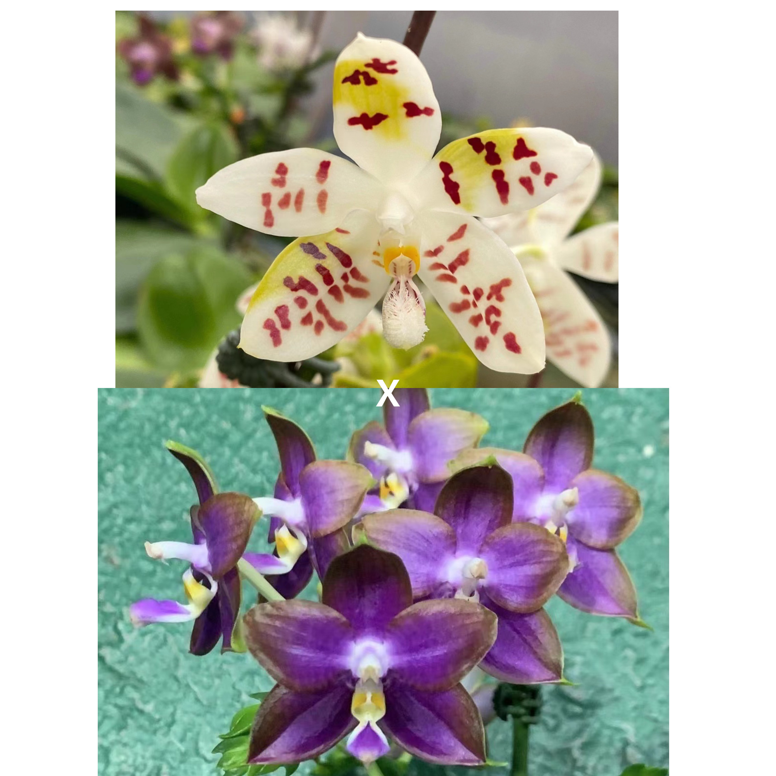 花农杰哥原生种珍奇类蝴蝶兰直播用 AMM120