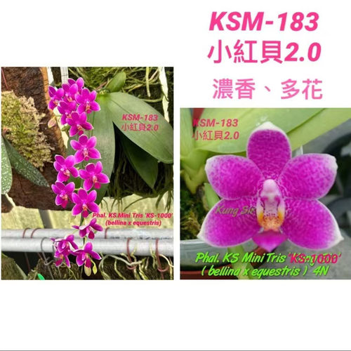 KSM-183小红贝 花农杰哥原生种蝴蝶兰直播专用